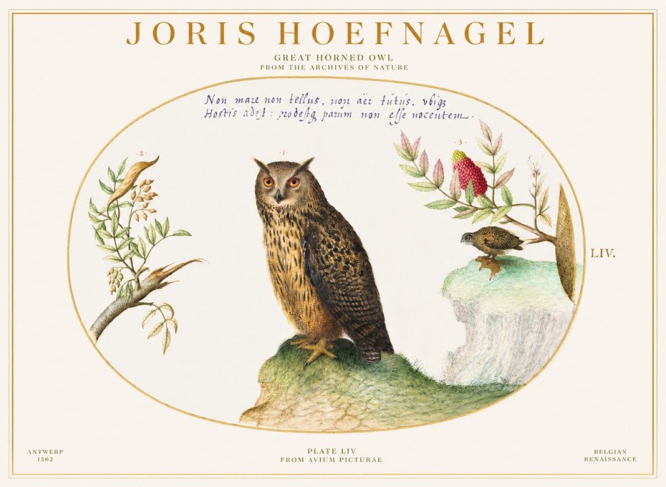 Joris Hoefnagel Bird Study Plate Liv No6 - Juliste