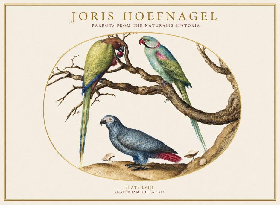 Joris Hoefnagel Parrots from the Naturalis Historia No1 - Juliste