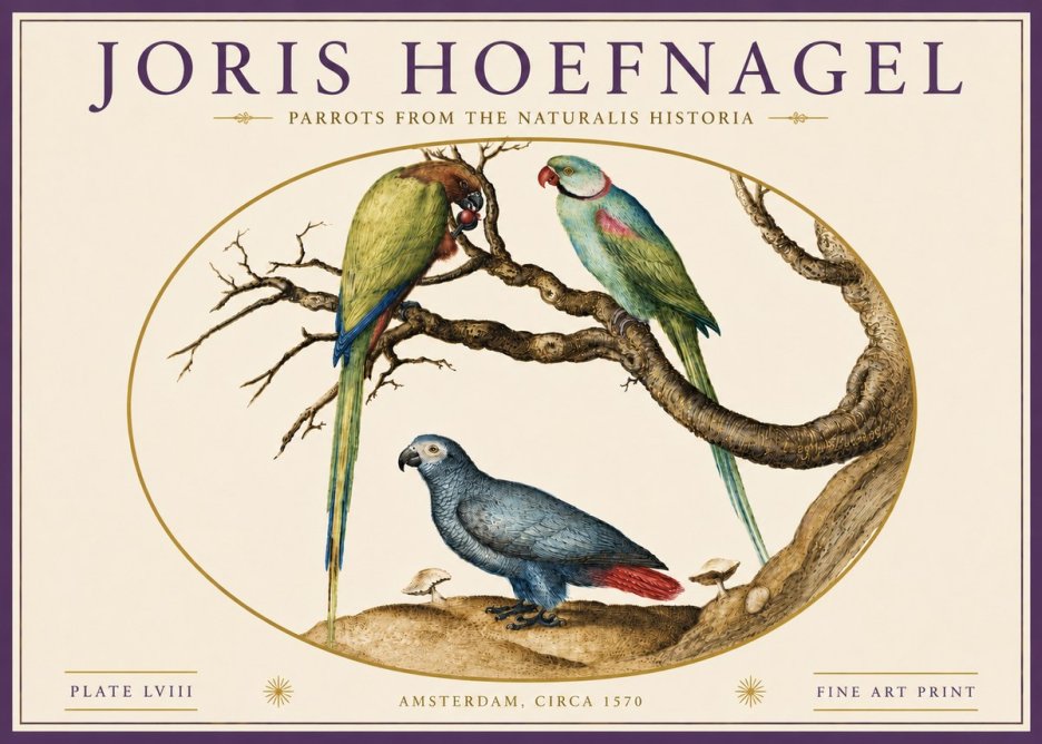 Joris Hoefnagel Parrots from the Naturalis Historia No6 - Juliste