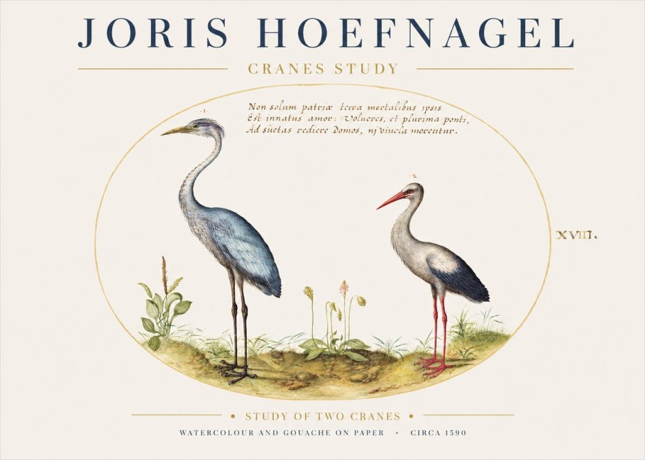 Joris Hoefnagel Study of Two Cranes No1 - Juliste