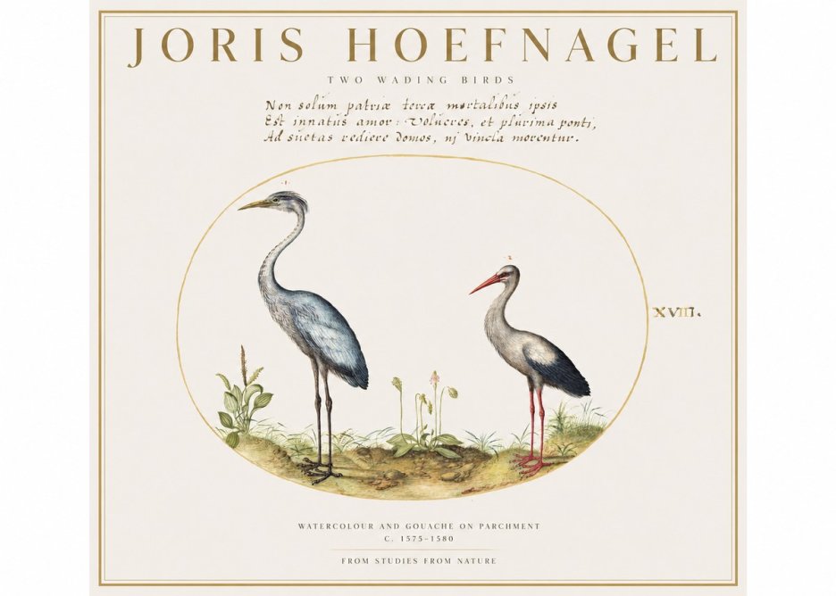 Joris Hoefnagel Study of Two Cranes No2 - Juliste