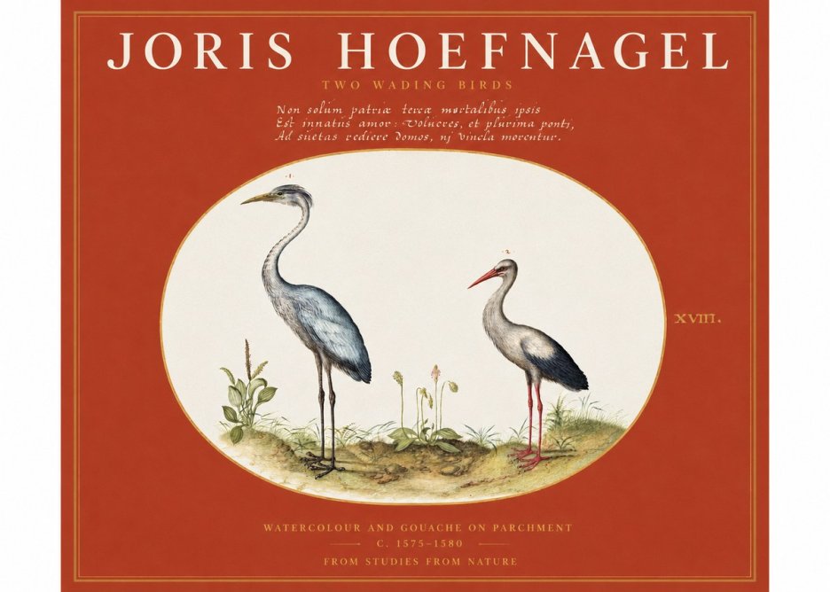 Joris Hoefnagel Study of Two Cranes No3 - Juliste
