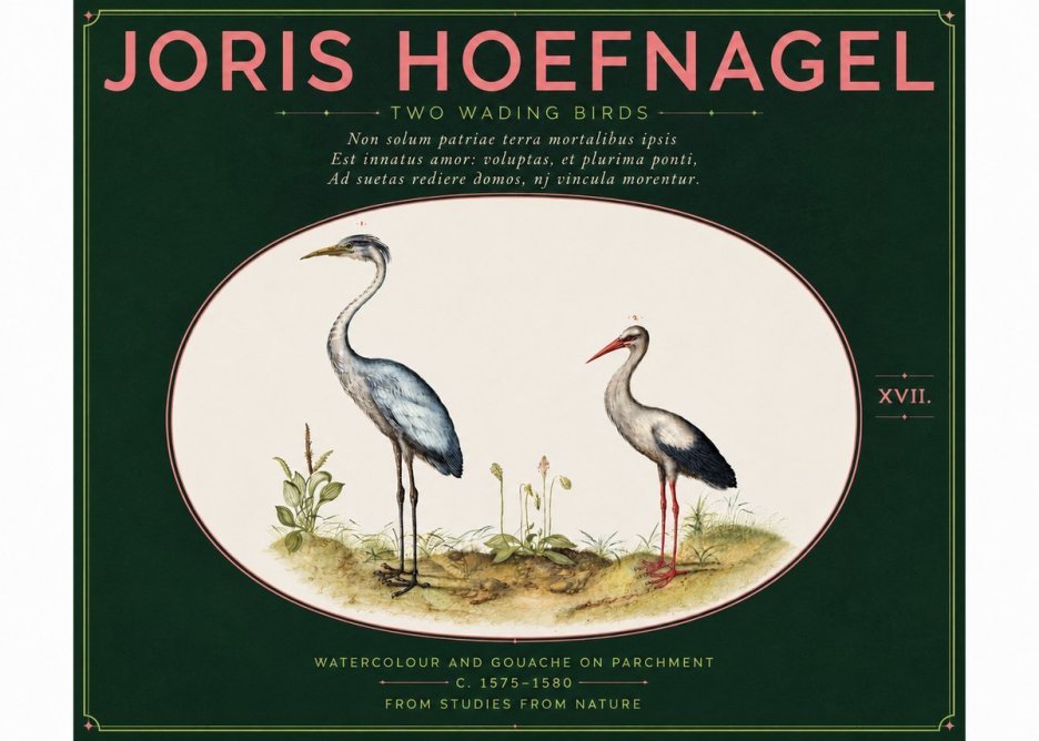 Joris Hoefnagel Study of Two Cranes No6 - Juliste