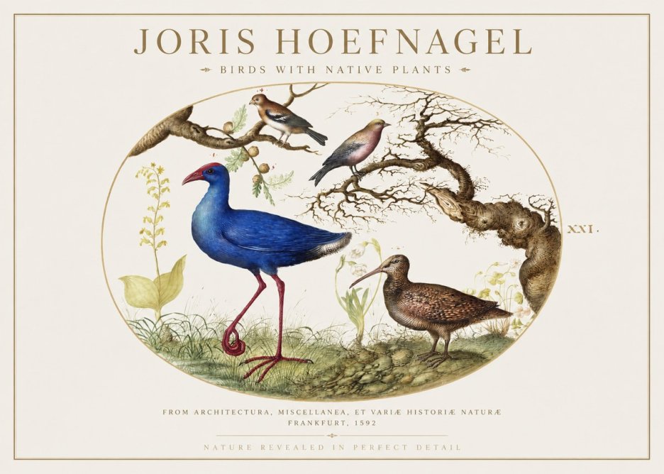 Joris Hoefnagel Birds with Native Plants No1 - Juliste