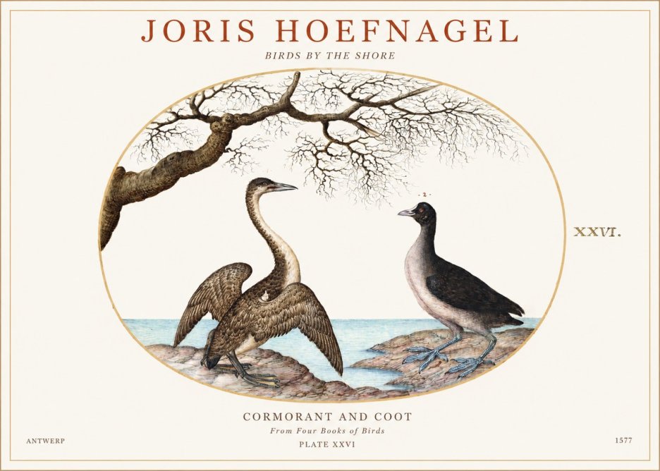 Joris Hoefnagel Cormorant and Coot No1 - Juliste