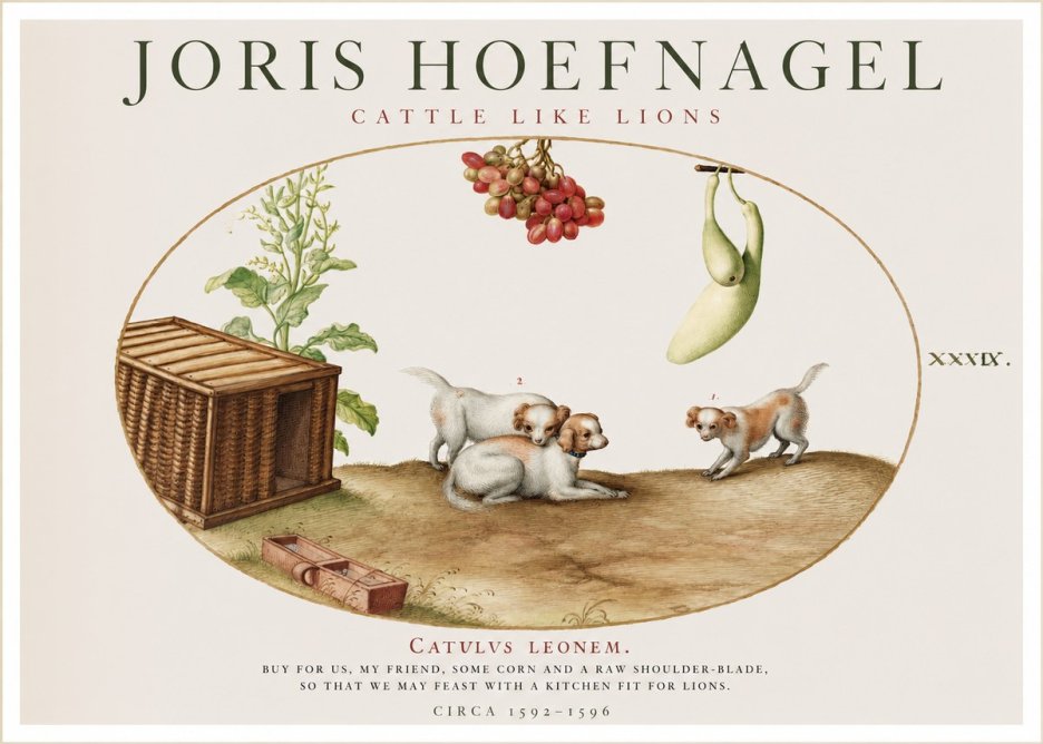 Joris Hoefnagel Cattle Like Lions No1 - Juliste