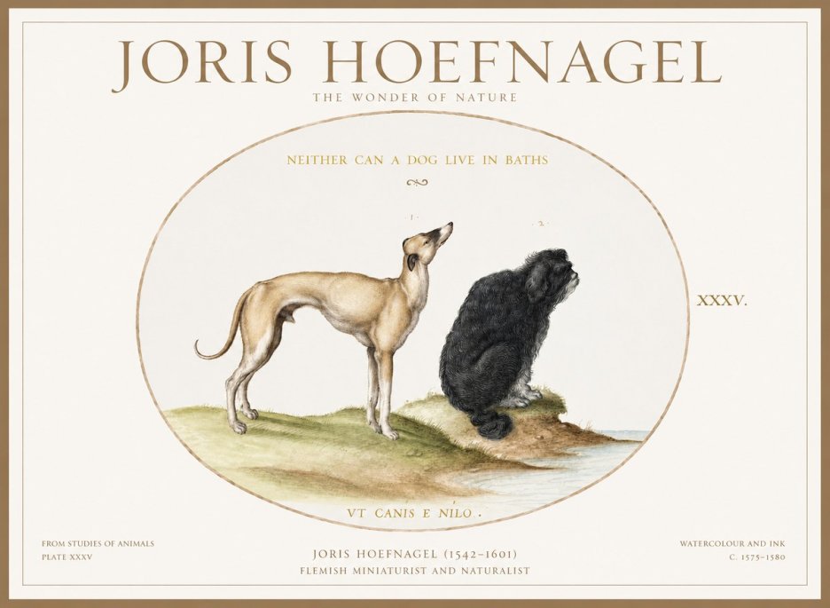 Joris Hoefnagel Neither Can a Dog Live in Baths No1 - Juliste