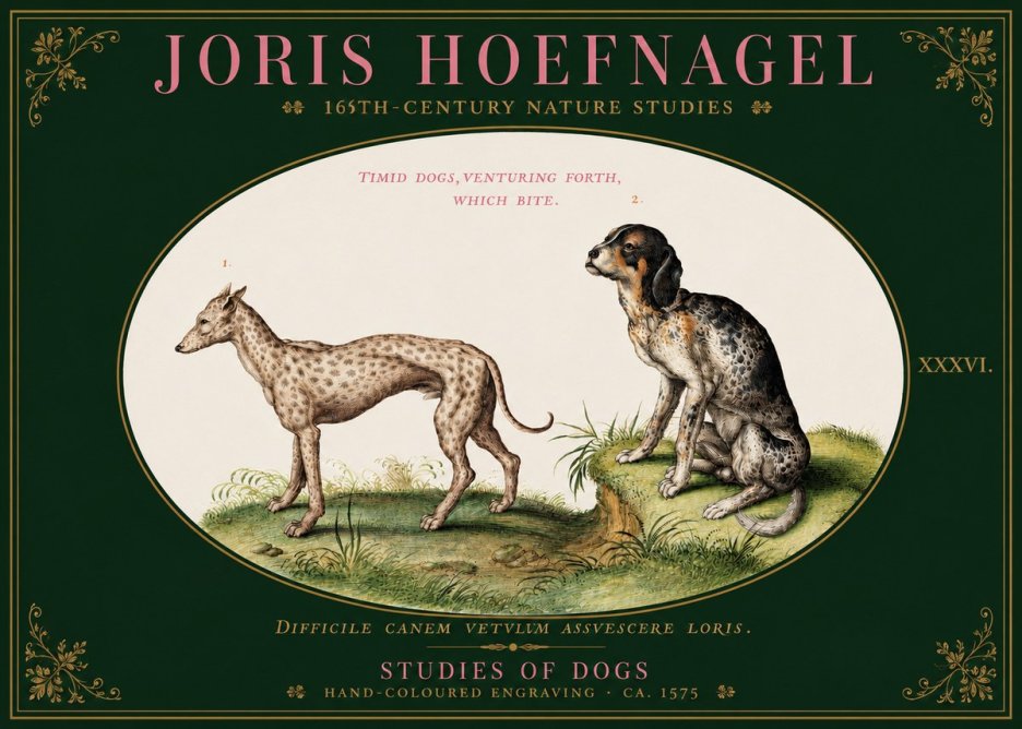 Joris Hoefnagel Studies of Dogs No3 - Juliste
