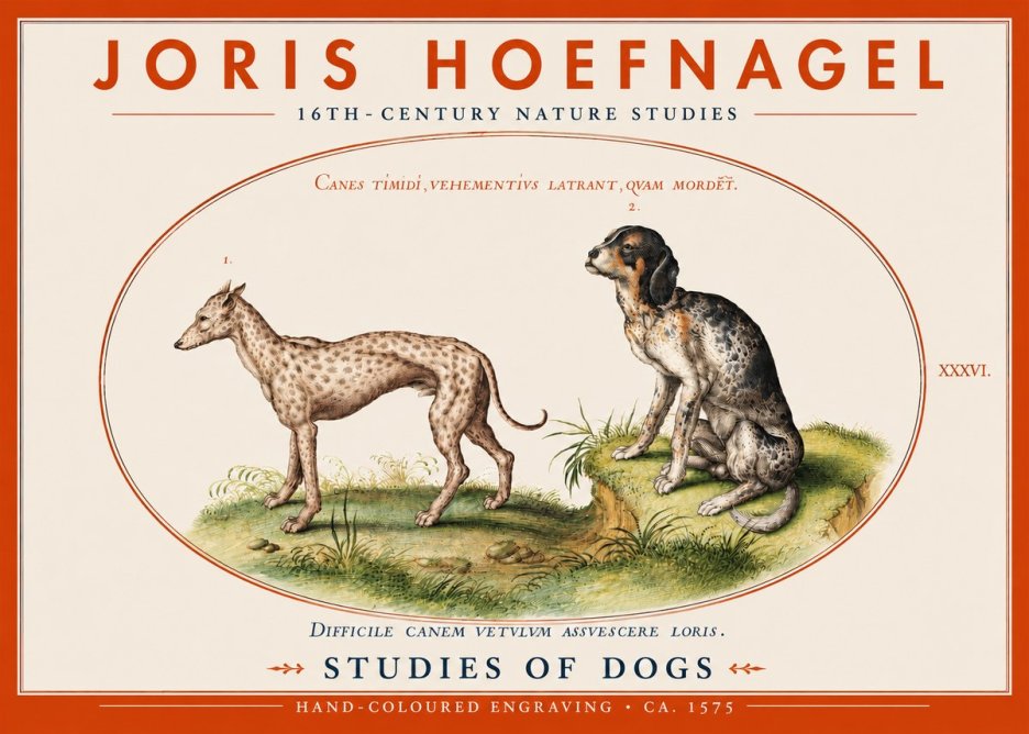 Joris Hoefnagel Studies of Dogs No4 - Juliste