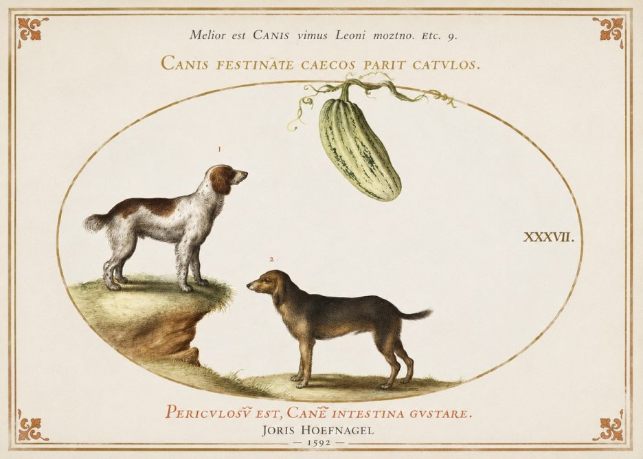 Joris Hoefnagel Canis Festinas Caecos Parit Catulos No3 - Juliste