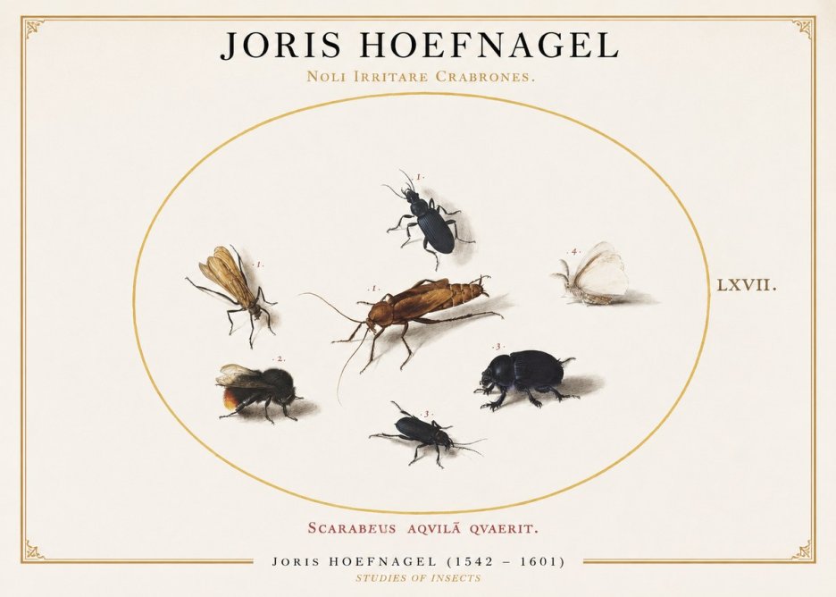 Joris Hoefnagel Scarabeus Aqvilä Qvaerit. No1 - Juliste