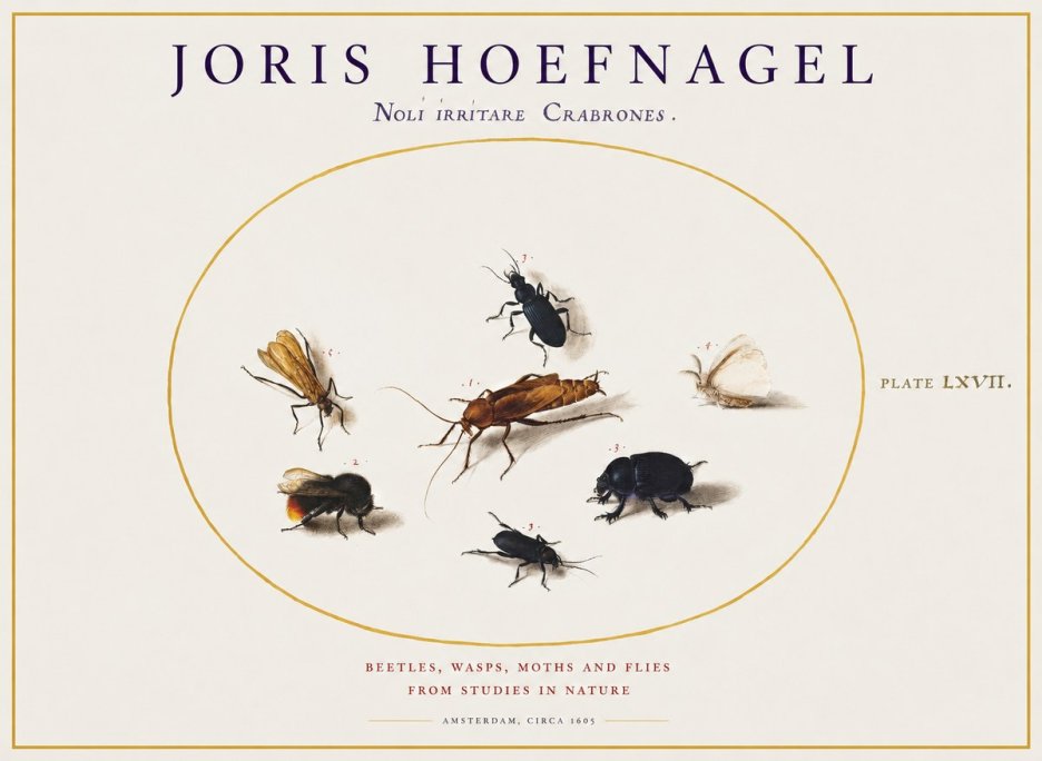 Joris Hoefnagel Scarabeus Aqvilä Qvaerit. No2 - Juliste
