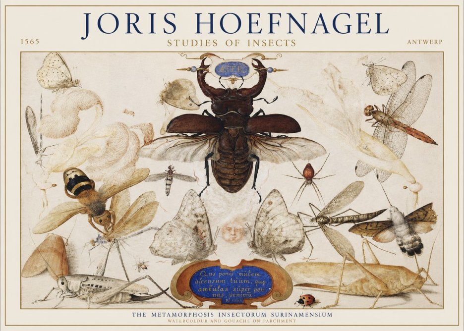 Joris Hoefnagel Studies of Insects I No1 - Juliste