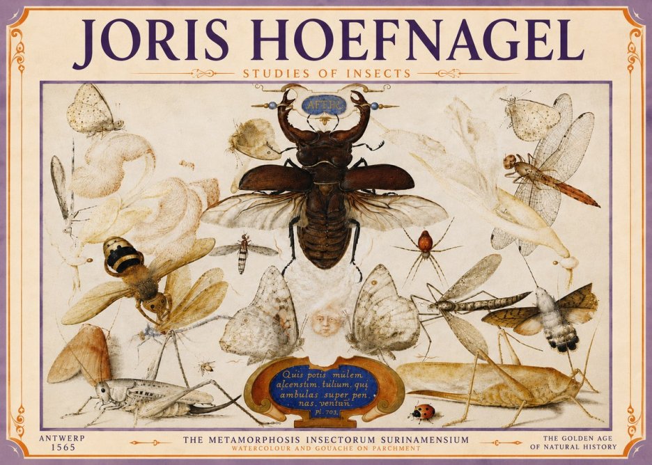 Joris Hoefnagel Studies of Insects I No6 - Juliste