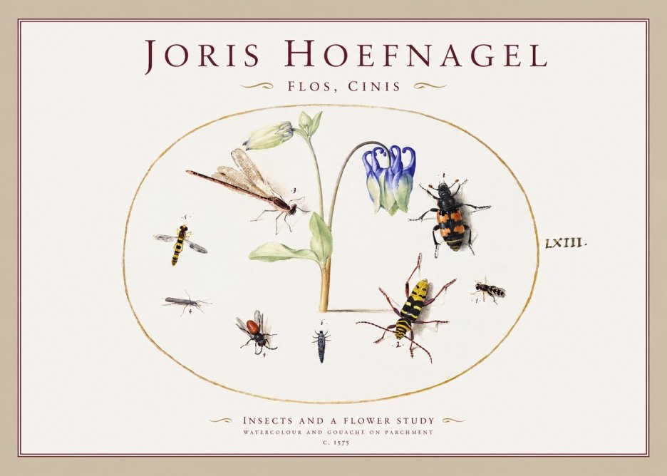 Joris Hoefnagel Insects and a Flower Study No1 - Juliste