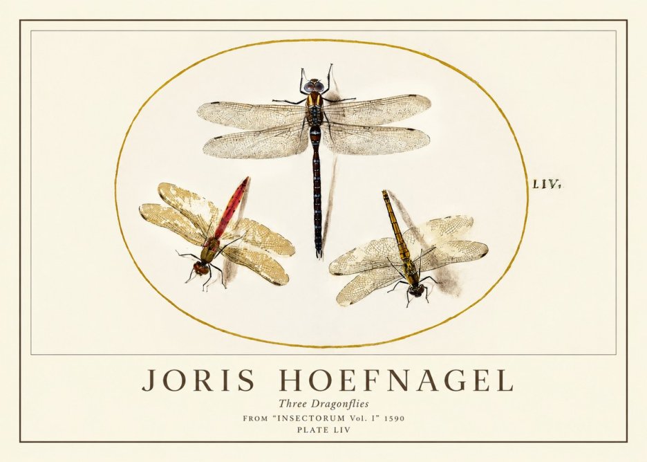 Joris Hoefnagel Three Dragonflies No1 - Juliste