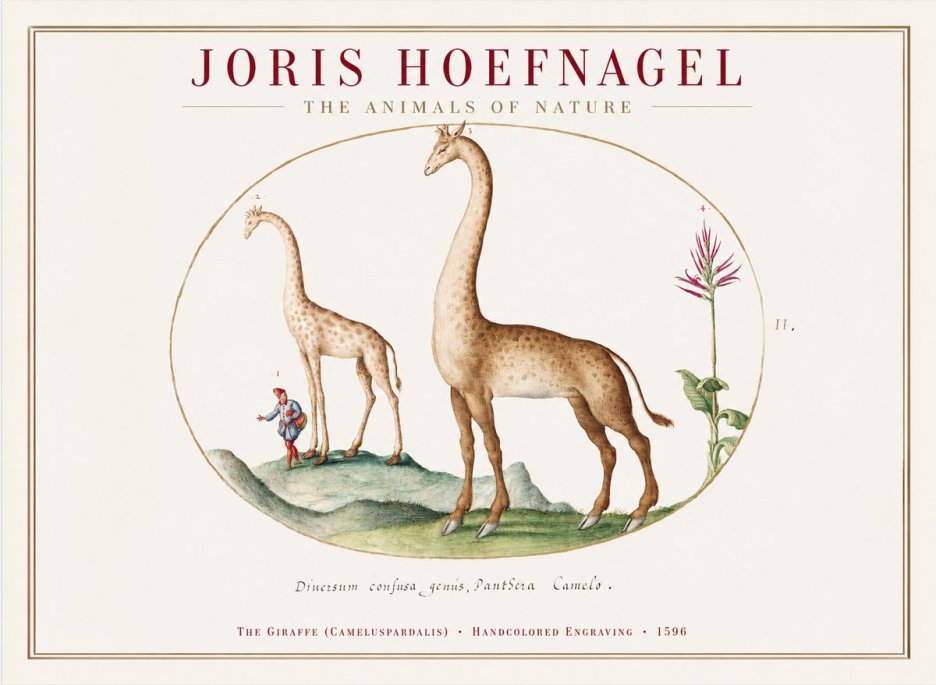 Joris Hoefnagel The Giraffe (Cameluspardalis) No1 - Juliste