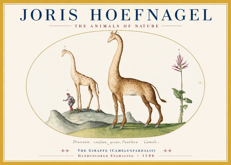 Joris Hoefnagel The Giraffe (Cameluspardalis) No3 - Juliste