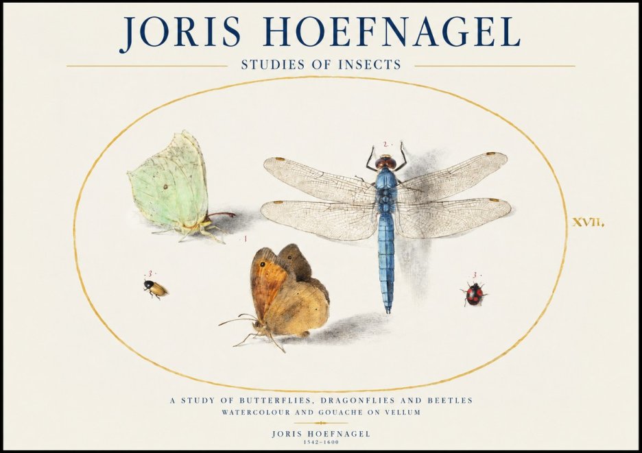 Joris Hoefnagel A Study of Butterflies, Dragonflies and Beetles No1 - Juliste