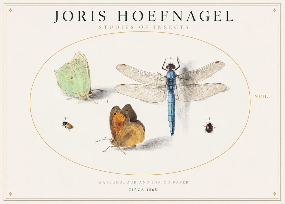 Joris Hoefnagel A Study of Butterflies, Dragonflies and Beetles No2 - Juliste