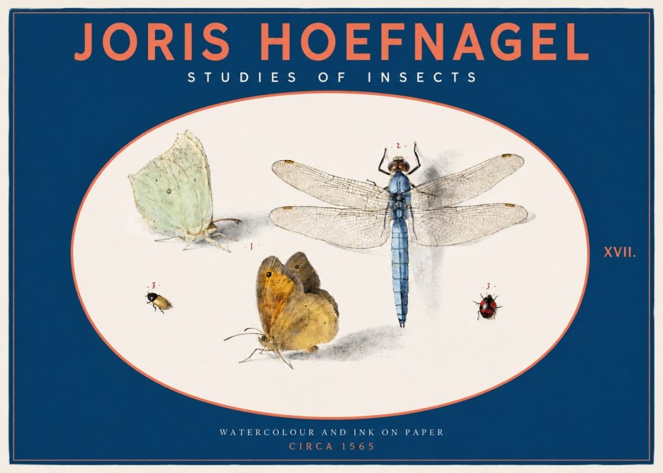 Joris Hoefnagel A Study of Butterflies, Dragonflies and Beetles No3 - Juliste