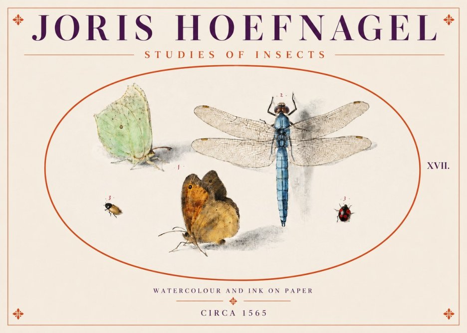Joris Hoefnagel A Study of Butterflies, Dragonflies and Beetles No5 - Juliste