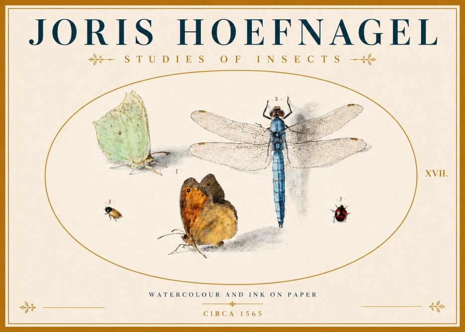 Joris Hoefnagel A Study of Butterflies, Dragonflies and Beetles No6 - Juliste