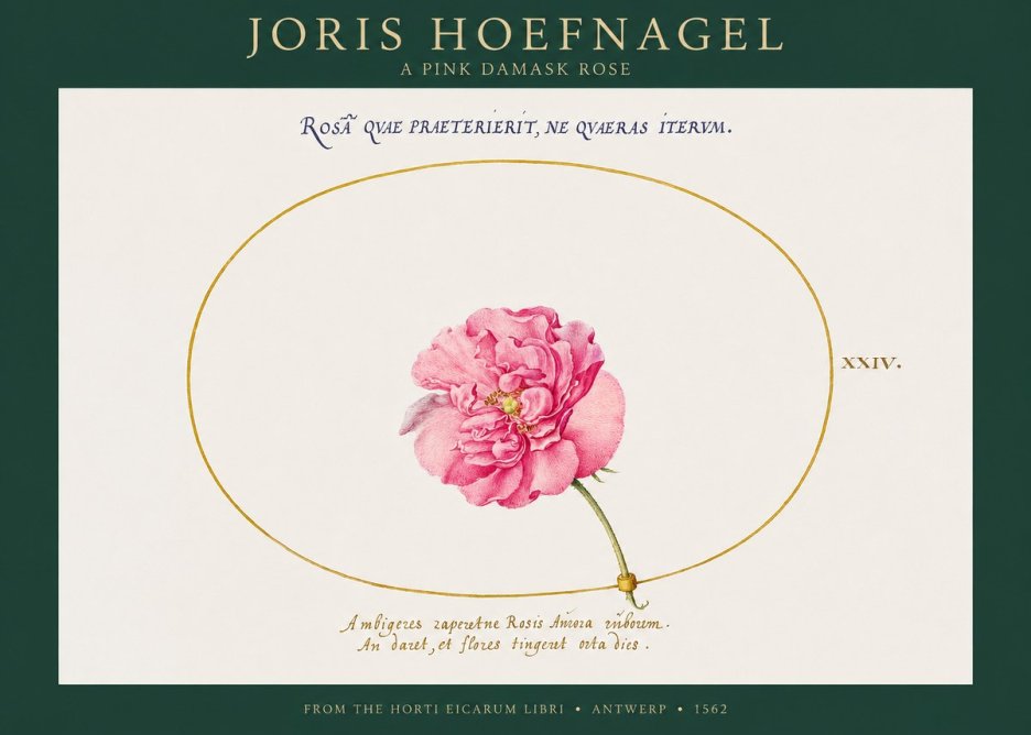 Joris Hoefnagel A Pink Damask Rose No1 - Juliste