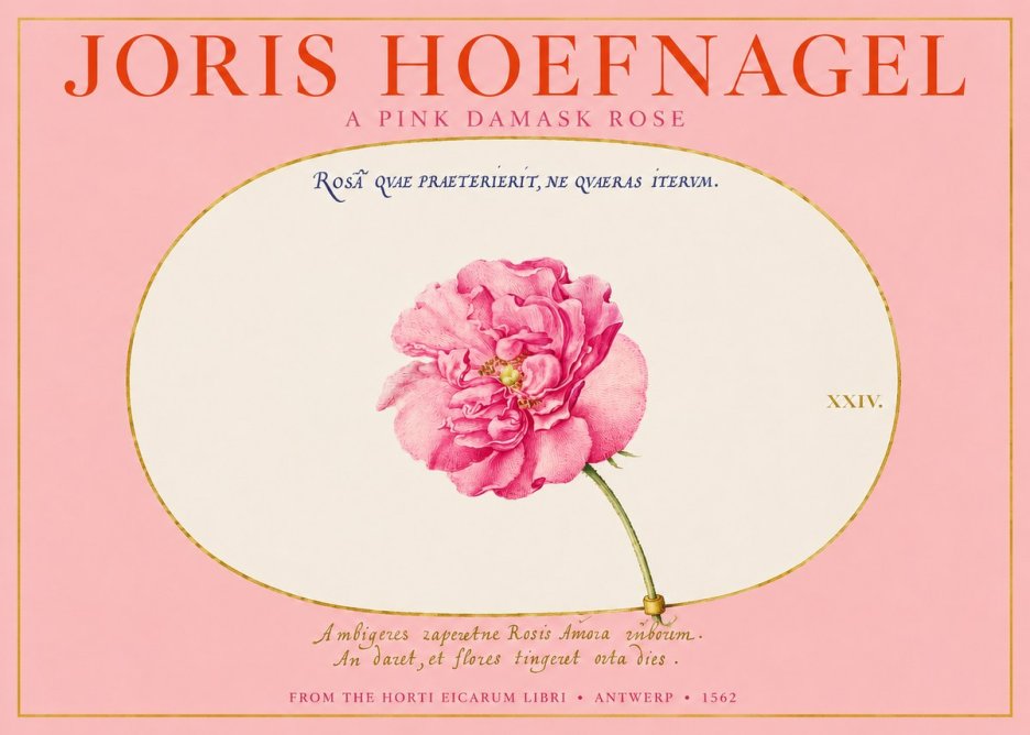 Joris Hoefnagel A Pink Damask Rose No2 - Juliste