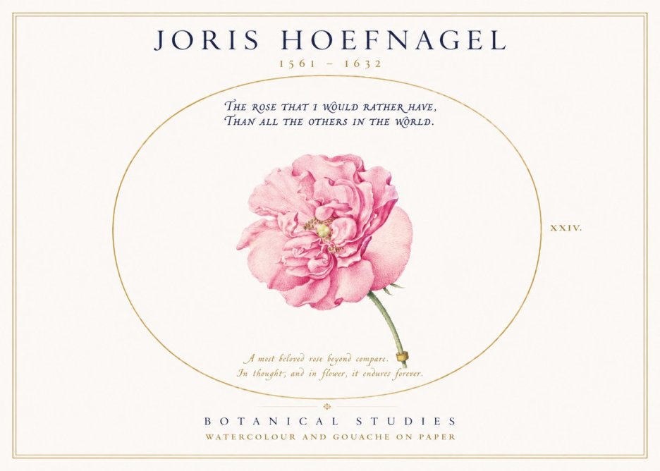 Joris Hoefnagel A Pink Damask Rose No3 - Juliste