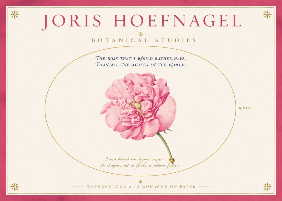Joris Hoefnagel A Pink Damask Rose No4 - Juliste