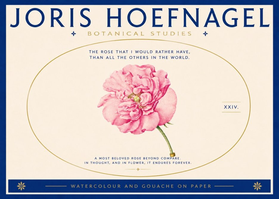 Joris Hoefnagel A Pink Damask Rose No5 - Juliste