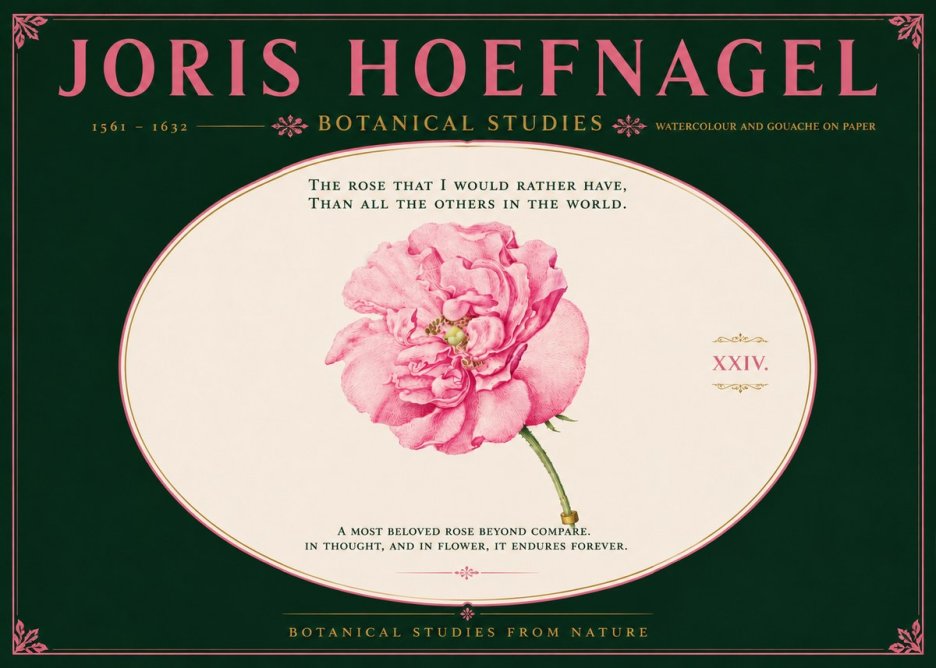Joris Hoefnagel A Pink Damask Rose No6 - Juliste