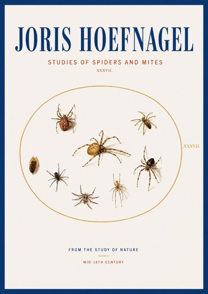 Joris Hoefnagel Study of Spiders and Mites - Plate Xxxvii. No4 - Juliste
