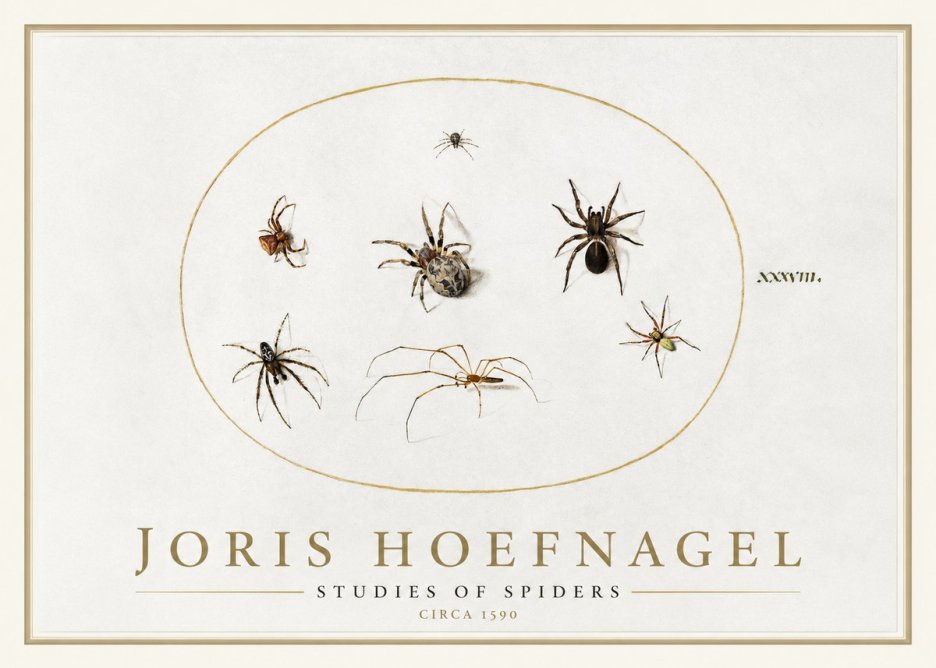 Joris Hoefnagel Studies of Spiders I No1 - Juliste