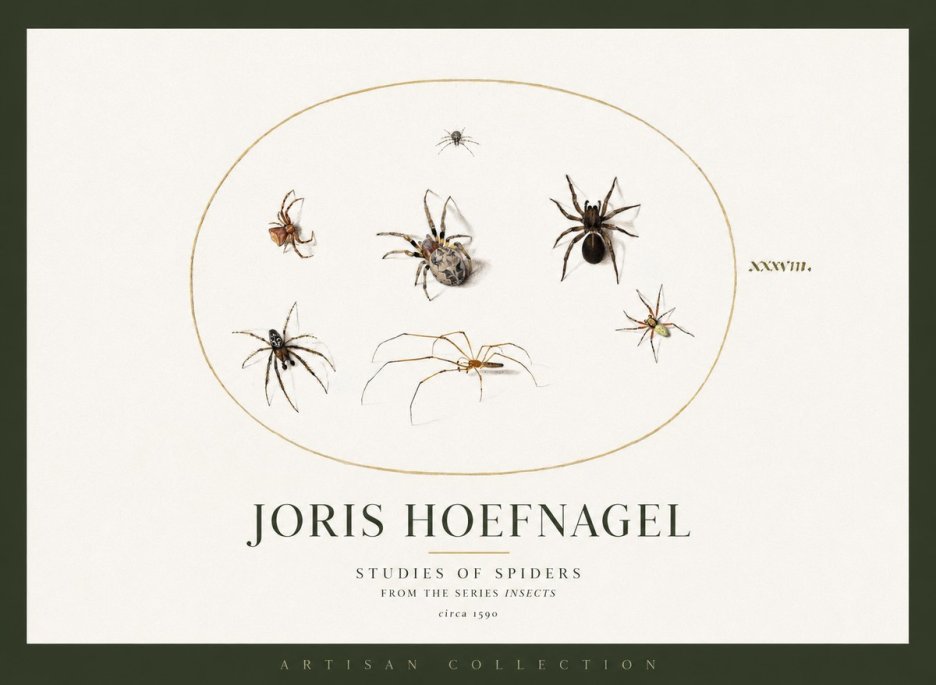 Joris Hoefnagel Studies of Spiders I No2 - Juliste