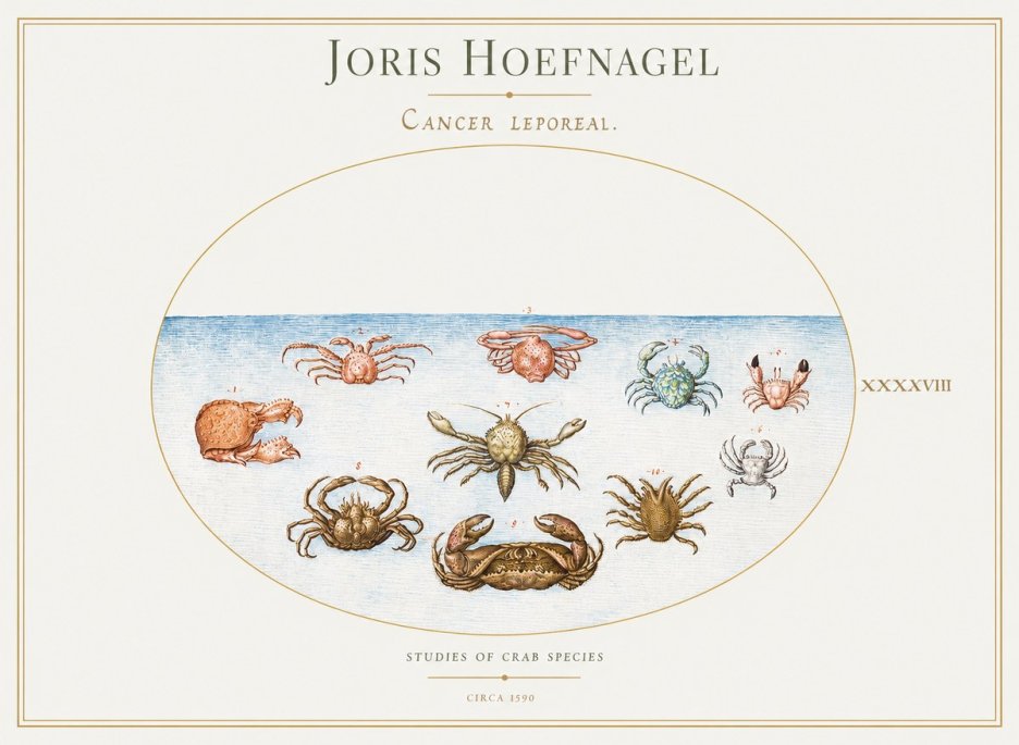 Joris Hoefnagel Cancer Leporeal. No1 - Juliste