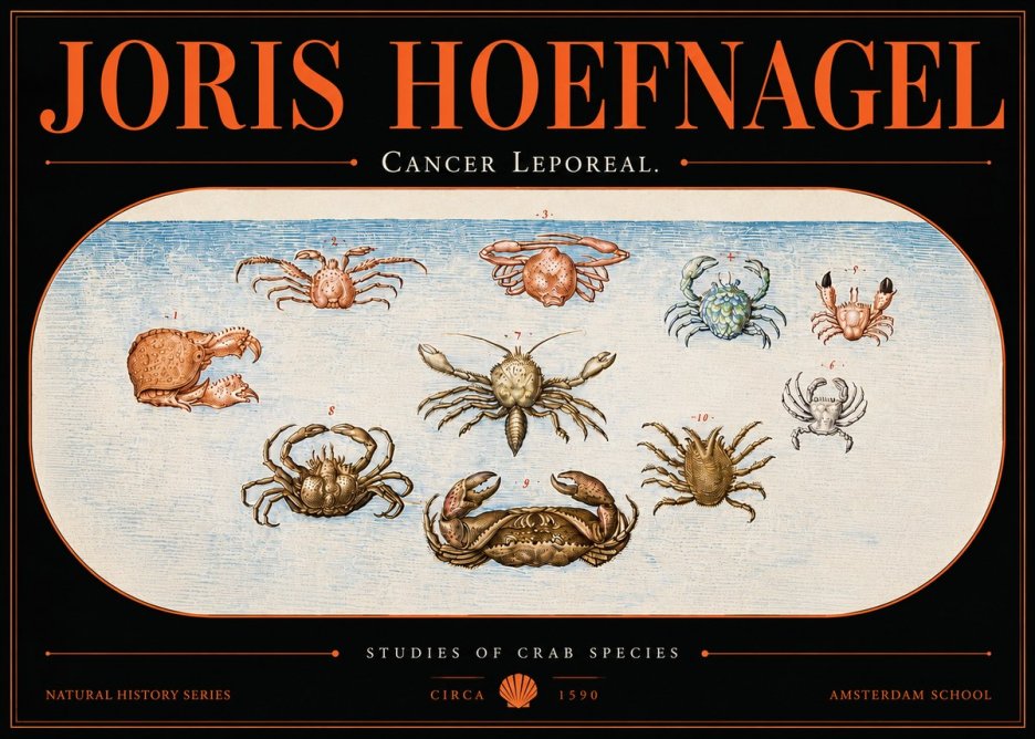 Joris Hoefnagel Cancer Leporeal. No5 - Juliste