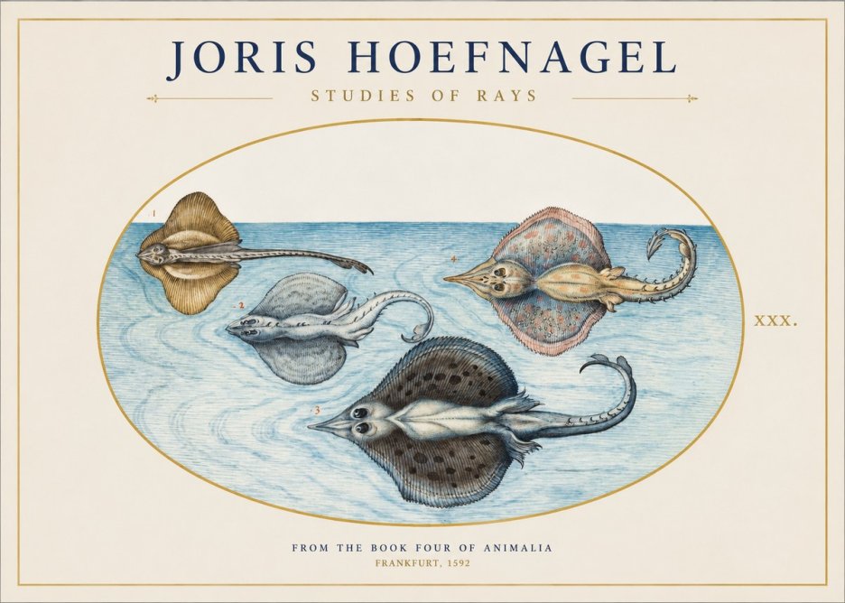Joris Hoefnagel Rays and Skates No2 - Juliste