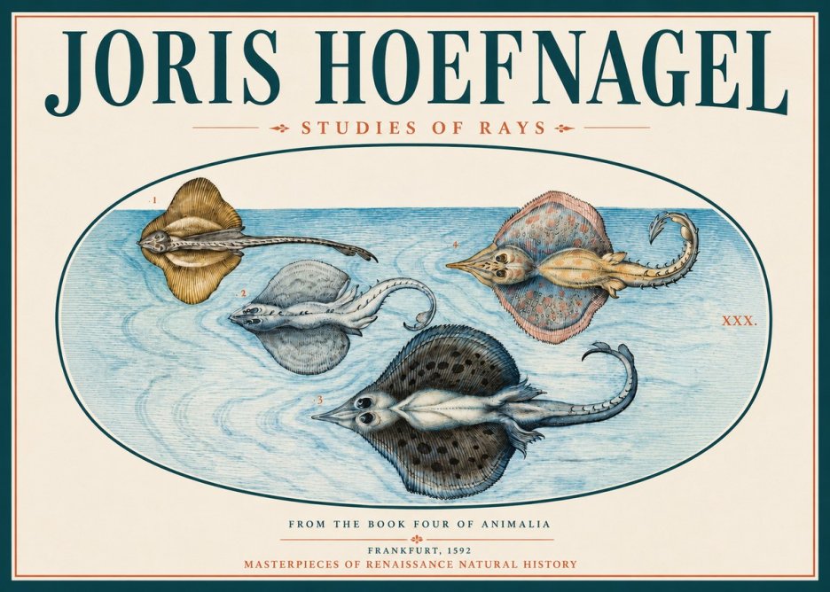 Joris Hoefnagel Rays and Skates No4 - Juliste