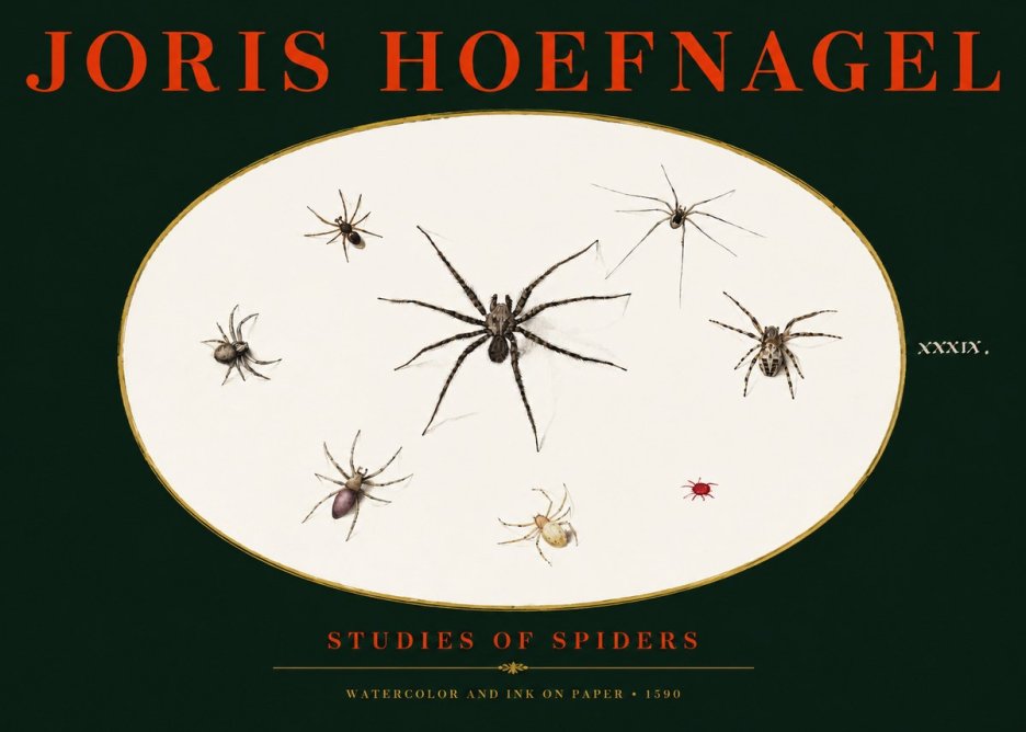 Joris Hoefnagel Studies of Spiders II No3 - Juliste