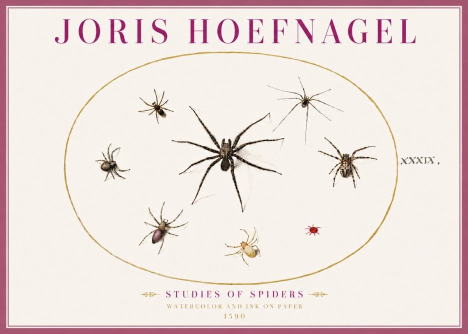 Joris Hoefnagel Studies of Spiders II No4 - Juliste