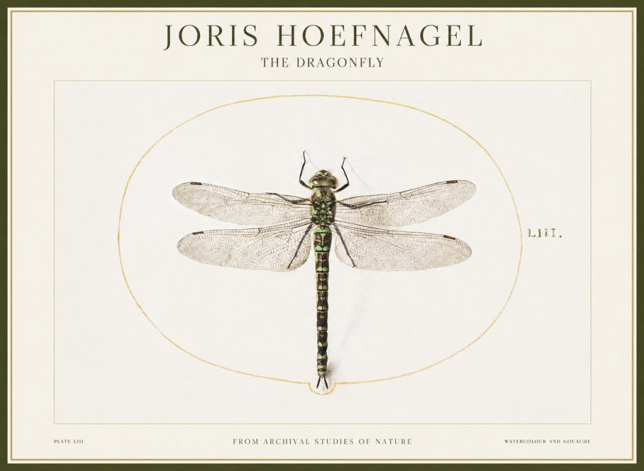 Joris Hoefnagel The Dragonfly No1 - Juliste