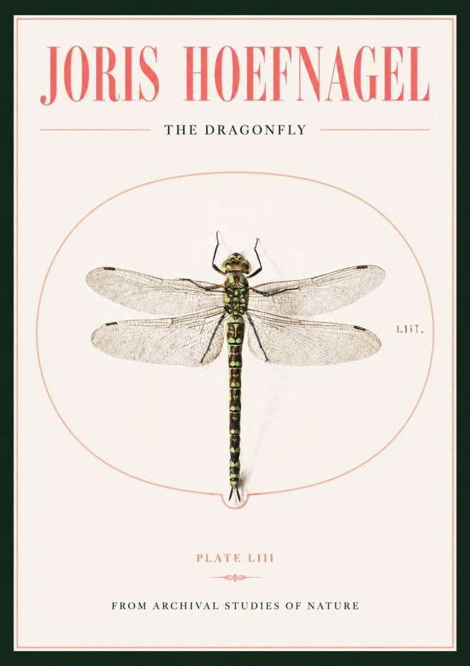 Joris Hoefnagel The Dragonfly No2 - Juliste