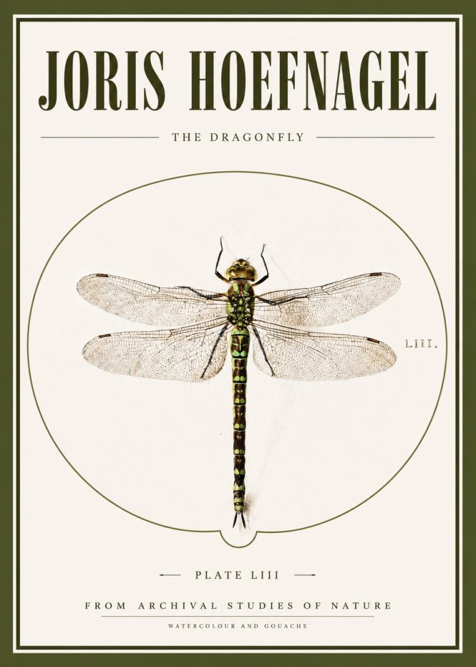 Joris Hoefnagel The Dragonfly No3 - Juliste