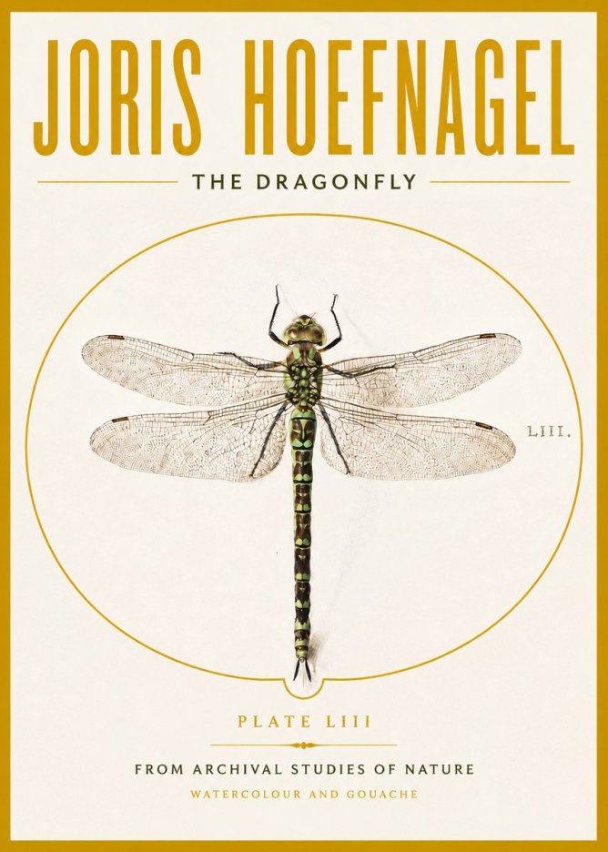 Joris Hoefnagel The Dragonfly No4 - Juliste