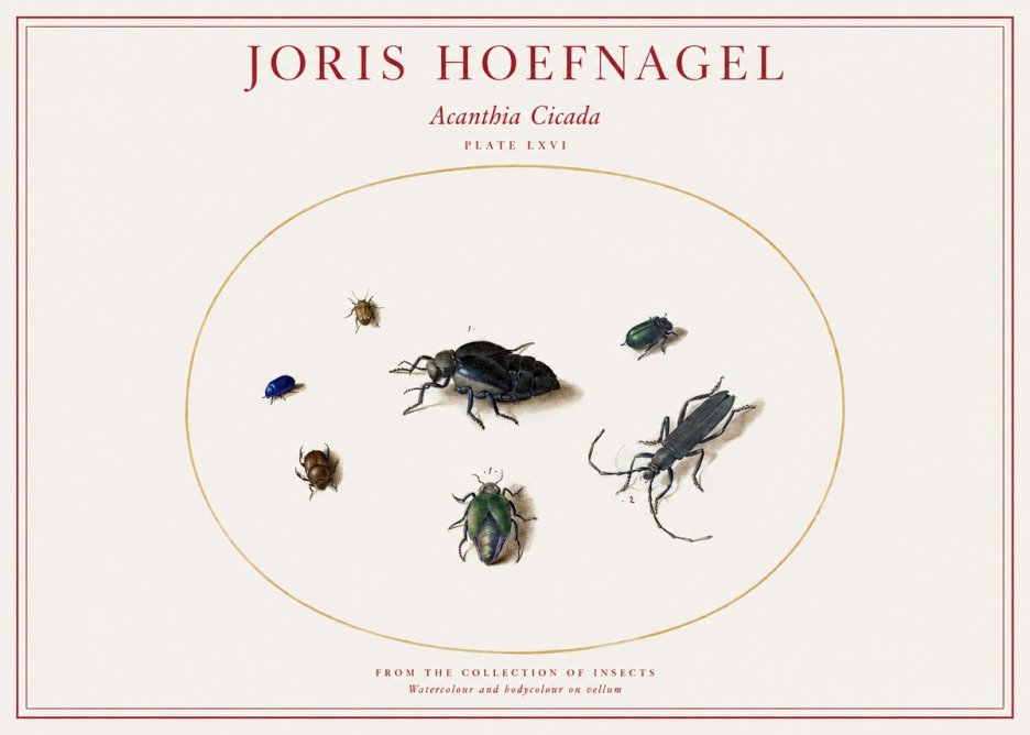 Joris Hoefnagel Acanthia Cicada No1 - Juliste