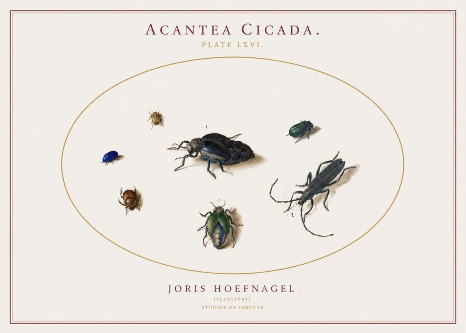 Joris Hoefnagel Acanthia Cicada No3 - Juliste