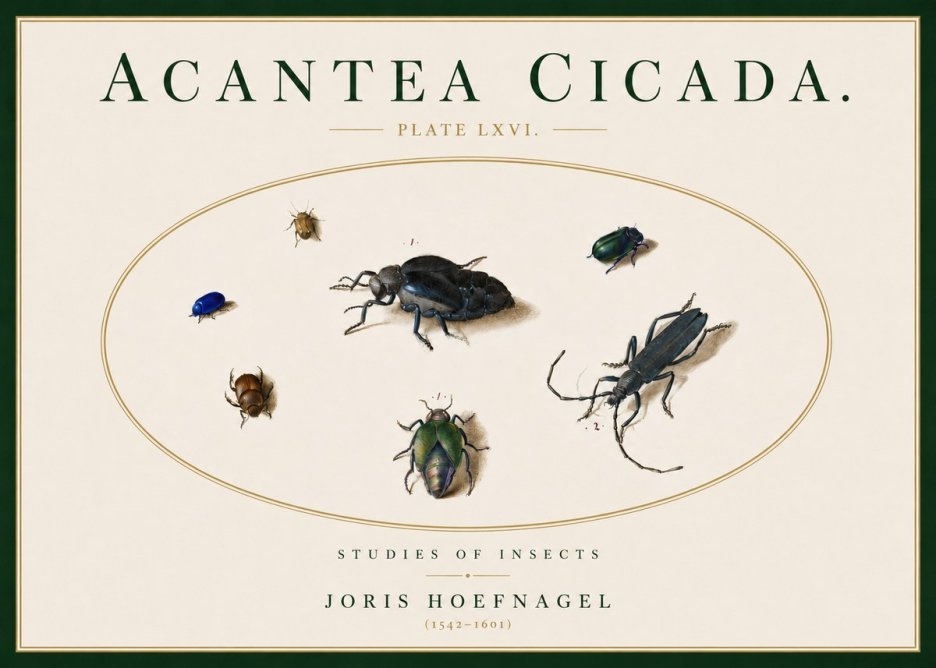 Joris Hoefnagel Acanthia Cicada No5 - Juliste