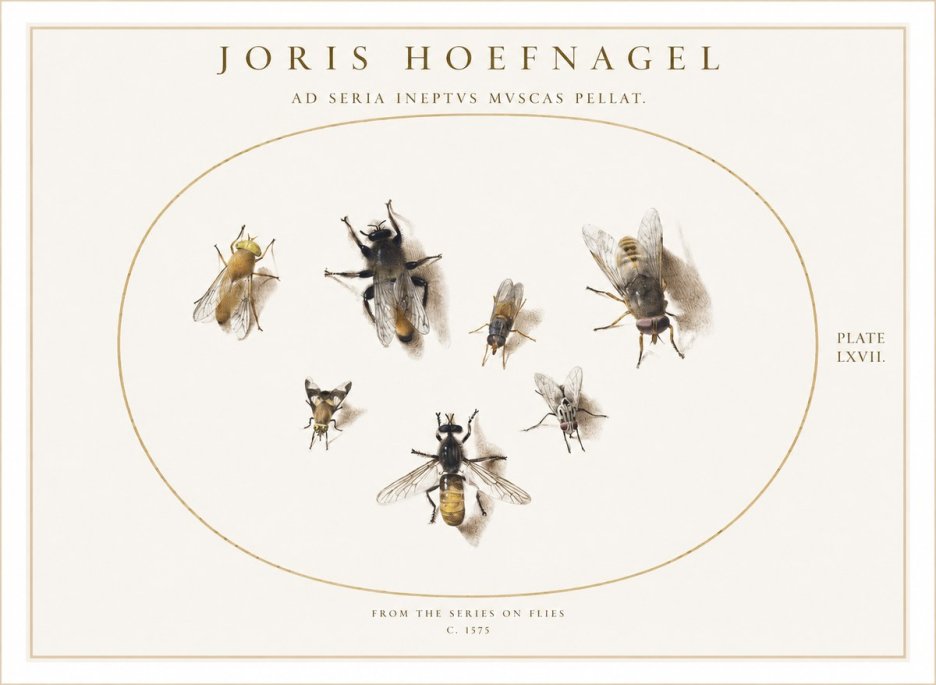 Joris Hoefnagel From the Series on Flies - Plate Lxvii. No1 - Juliste